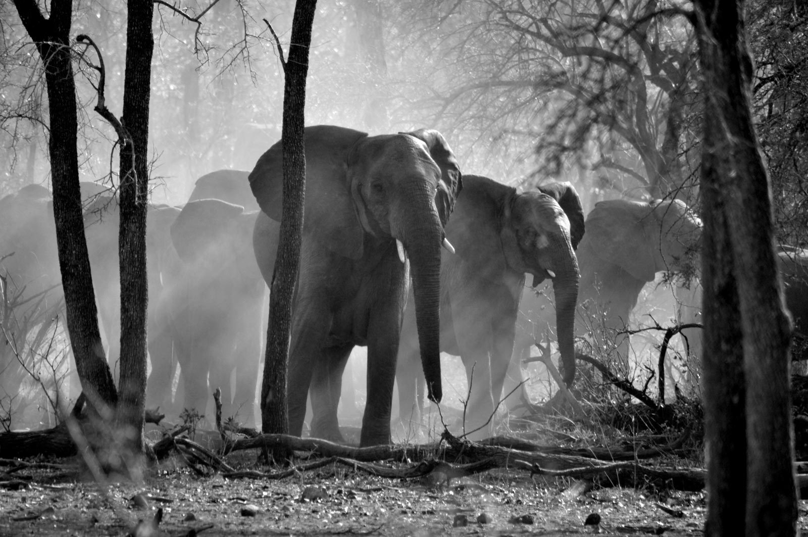 Elephants, forest. Wildlife photograph by Daniel Wallis, finalist in the Shoot The Frame Wildlife photography award, July 2016