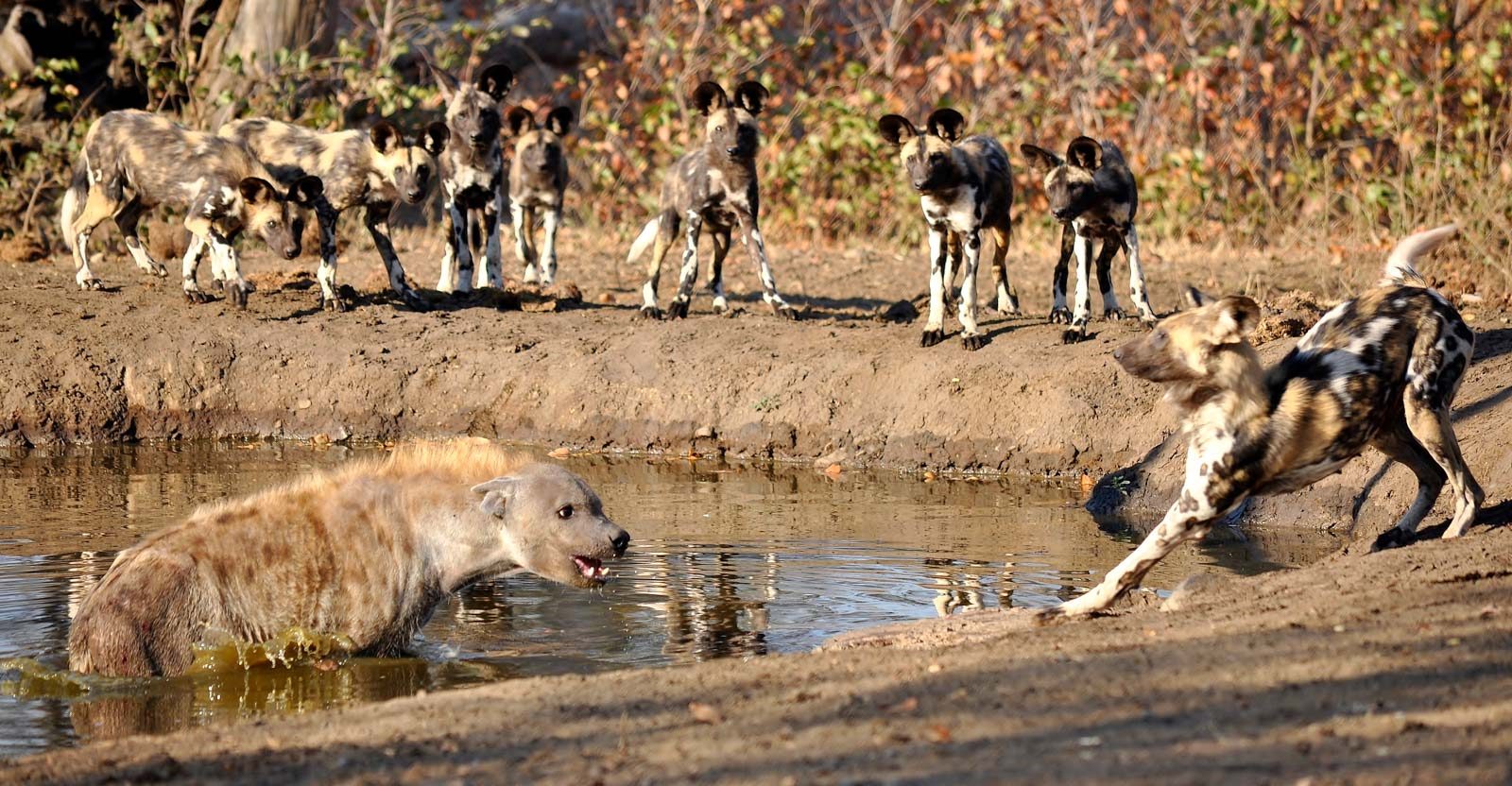 Surprised, shocked. Wildlife photograph by Daniel Wallis, finalist in the Shoot The Frame Wildlife photography award, July 2016