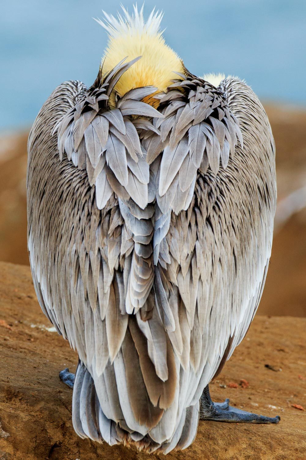 Bird, feather, wings, hiding. Wildlife photograph by Kathee Johnson, finalist in the Shoot The Frame Wildlife photography award, July 2016