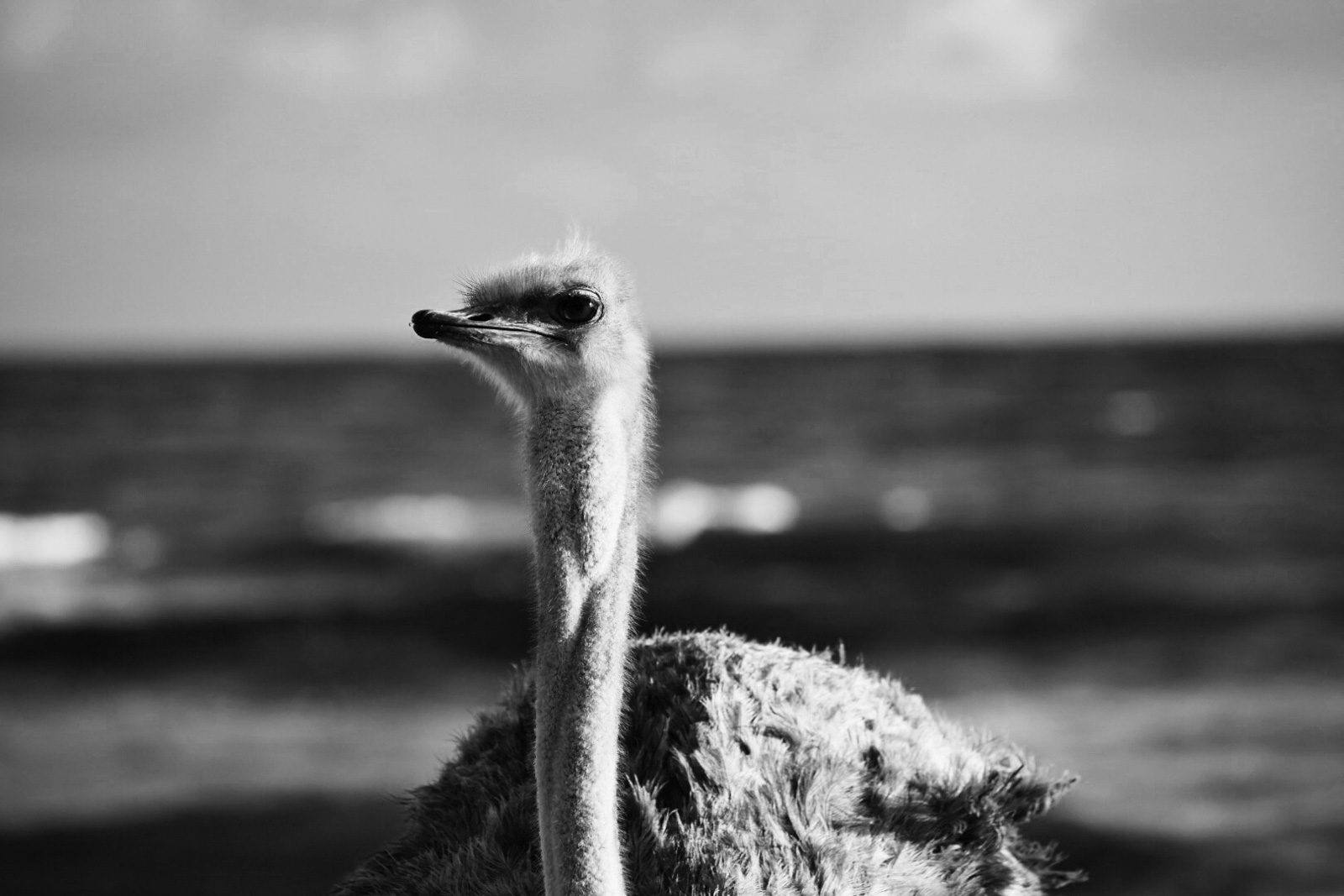 Ostritch, bird. Wildlife photograph by Maddison Hutchings, finalist in the Shoot The Frame Wildlife photography award, August 2016