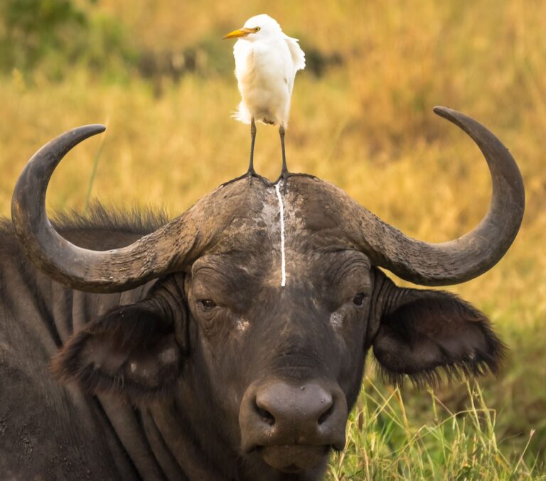 Buffalo, horn, bird. Wildlife photograph by Tom Stables, finalist in the Shoot The Frame Wildlife photography award, August 2016