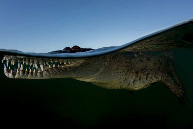 Predator, fang, crocodile. Wildlife photograph by Brett Lobwein, winner of the Shoot The Frame Wildlife photography award, August 2016
