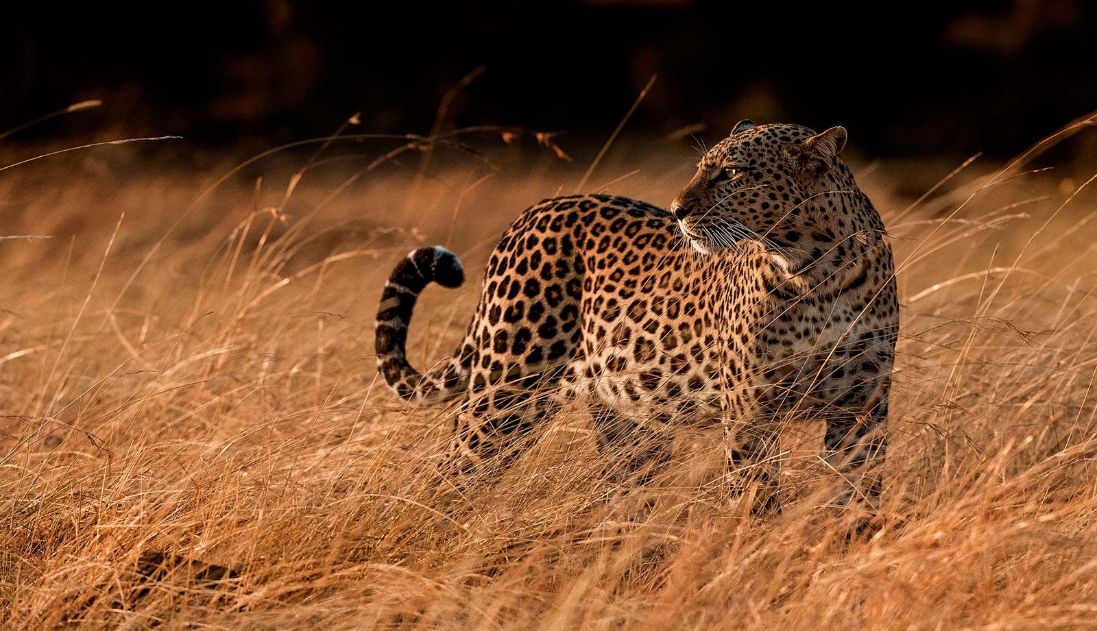 Leopards, leopard. Wildlife photograph by Andy Howe, finalist in the Shoot The Frame Wildlife photography award, September 2016