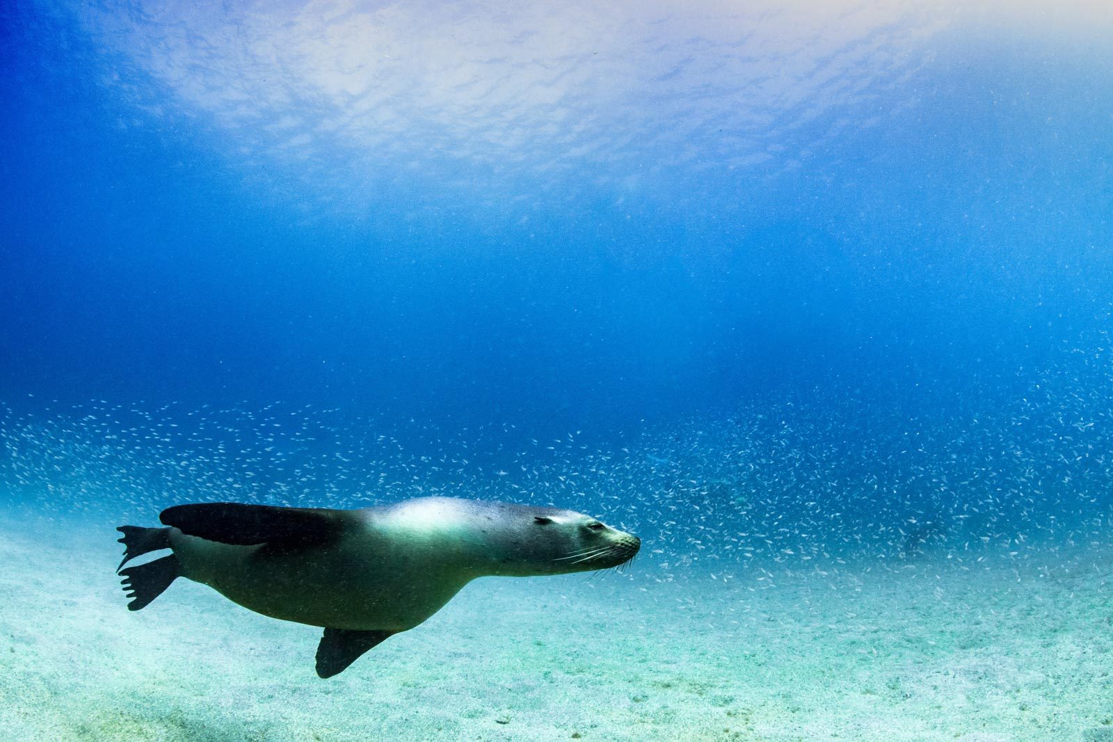 Sea lion, swimming, water. Wildlife photograph by Gemma Smith, finalist in the Shoot The Frame Wildlife photography award, September 2016