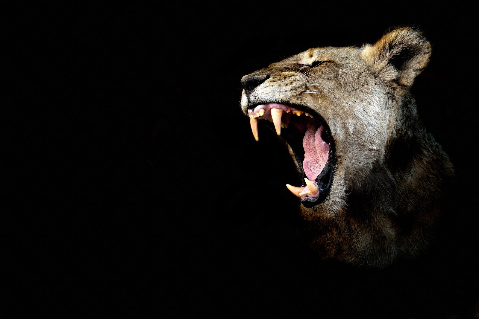 Fierce, teeth, fang. Wildlife photograph by Matthieu Rivart, finalist in the Shoot The Frame Wildlife photography award, September 2016