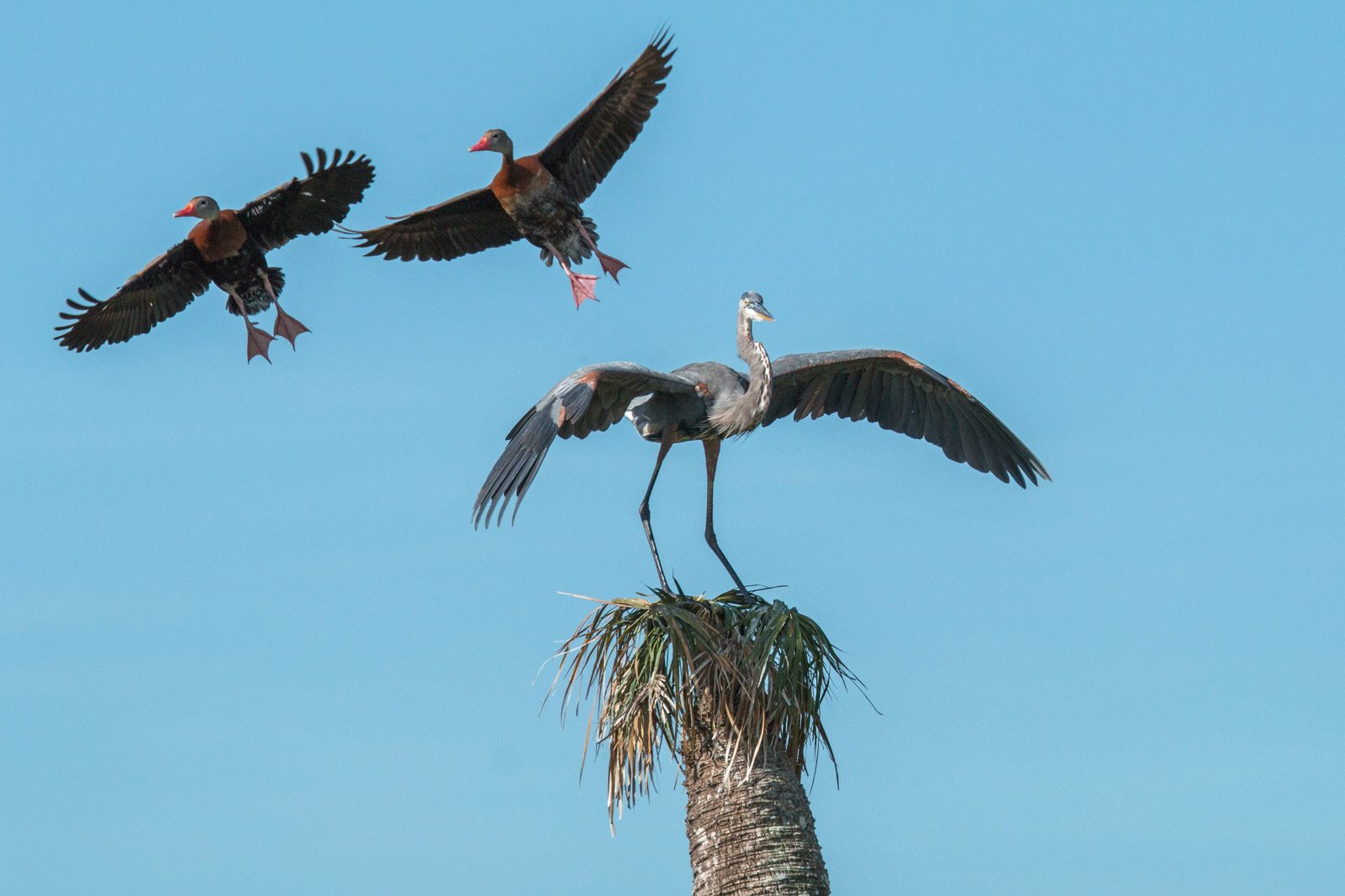 Birds, fly, wings. Wildlife photograph by Robbyn Spratt, finalist in the Shoot The Frame Wildlife photography award, September 2016