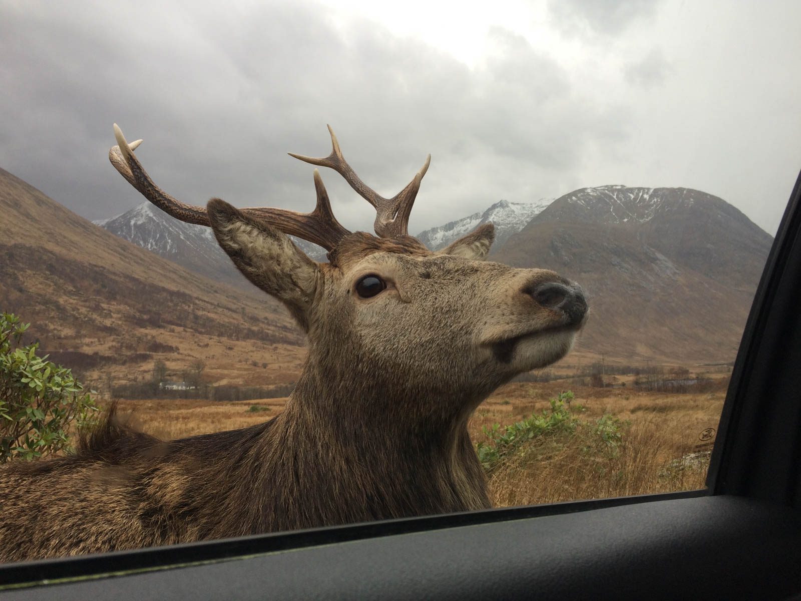 Deer, horn. Wildlife photograph by Tom Bissett, finalist in the Shoot The Frame Wildlife photography award, September 2016