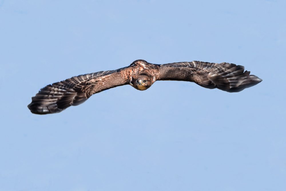 Bird, fly, wings. Wildlife photograph by Alan Jonker, finalist in the Shoot The Frame Wildlife photography award, October 2016