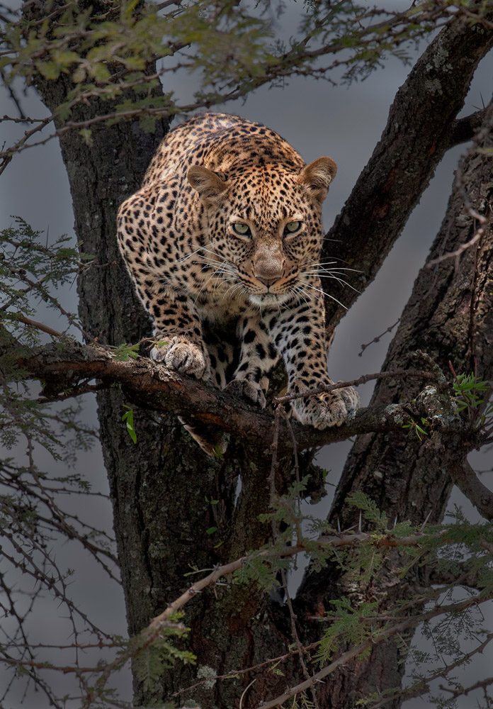 Tree, branch, trunk. Wildlife photograph by Andy Howe, finalist in the Shoot The Frame Wildlife photography award, October 2016