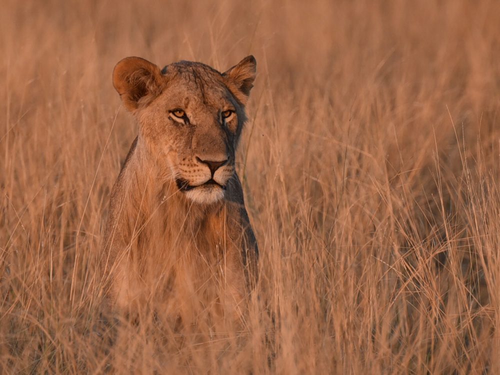 Lion, predator. Wildlife photograph by Daniel Wallis, finalist in the Shoot The Frame Wildlife photography award, October 2016