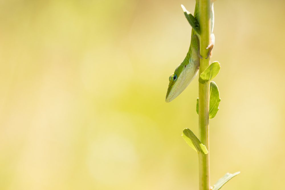 Lizard, green, stalk. Wildlife photograph by David Pascoe, finalist in the Shoot The Frame Wildlife photography award, October 2016