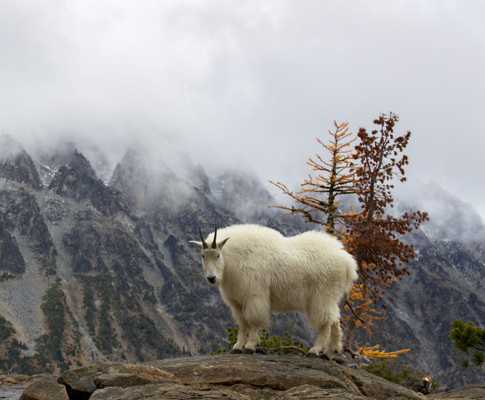 White, mountain. Wildlife photograph by Michael Gabbert, finalist in the Shoot The Frame Wildlife photography award, October 2016