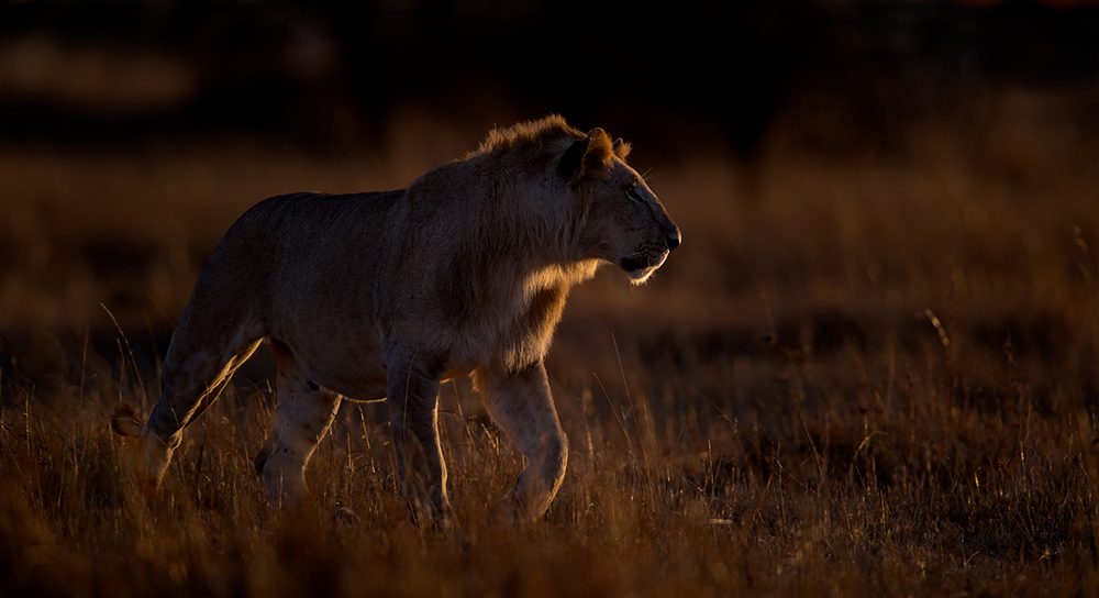 Lion, grass. Wildlife photograph by Andy Howe, finalist in the Shoot The Frame Wildlife photography award, November 2016