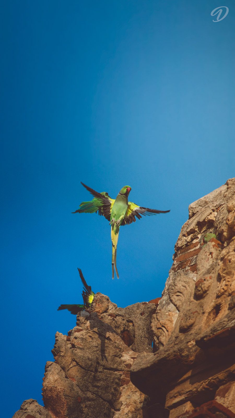 Bird, sky, fly. Wildlife photograph by Deepak Kumar, finalist in the Shoot The Frame Wildlife photography award, November 2016