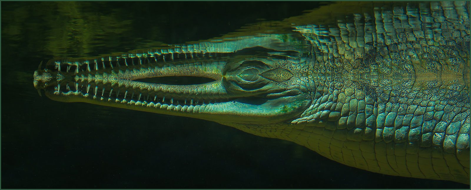 Crocodile, big mouth, dangerous. Wildlife photograph by MO Mathew, finalist in the Shoot The Frame Wildlife photography award, November 2016