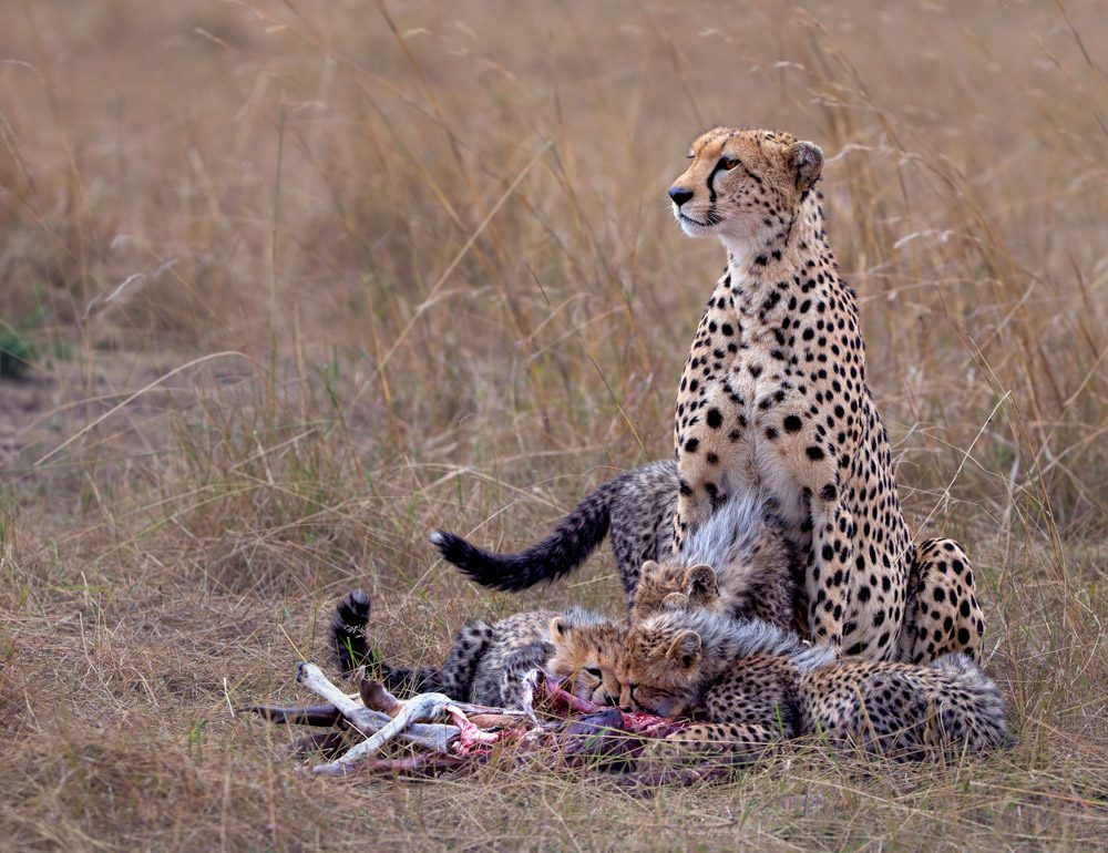 Cheetah, eating, wild. Wildlife photograph by Andy Howe, finalist in the Shoot The Frame Wildlife photography award, December 2016