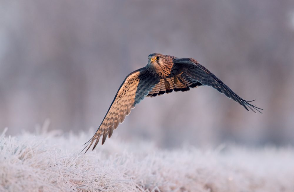 Bird, fly, beak, snow. Wildlife photograph by Andy Howe, finalist in the Shoot The Frame Wildlife photography award, December 2016