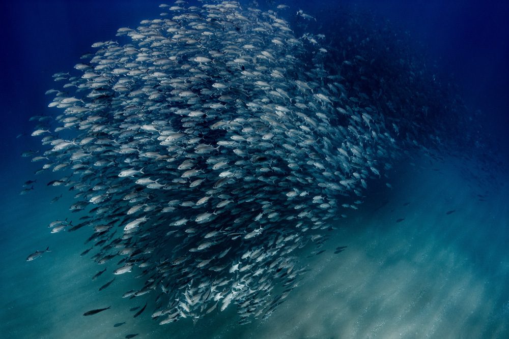 School of fish, underwater, fresh. Wildlife photograph by Gemma Smith, finalist in the Shoot The Frame Wildlife photography award, December 2016