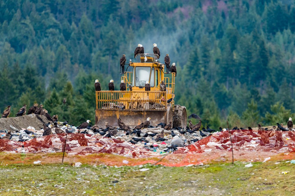 Garbage, bulldozer, dumpsite, dirty. Wildlife photograph by Joseph Anthony, finalist in the Shoot The Frame Wildlife photography award, December 2016