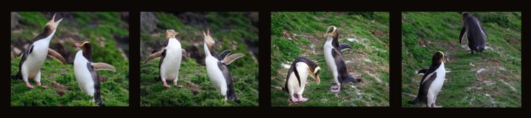 Penguin, megadyptes, yellow-eyed, land. Wildlife photograph by Alan Barker, finalist in the Shoot The Frame Wildlife photography award, January 2017