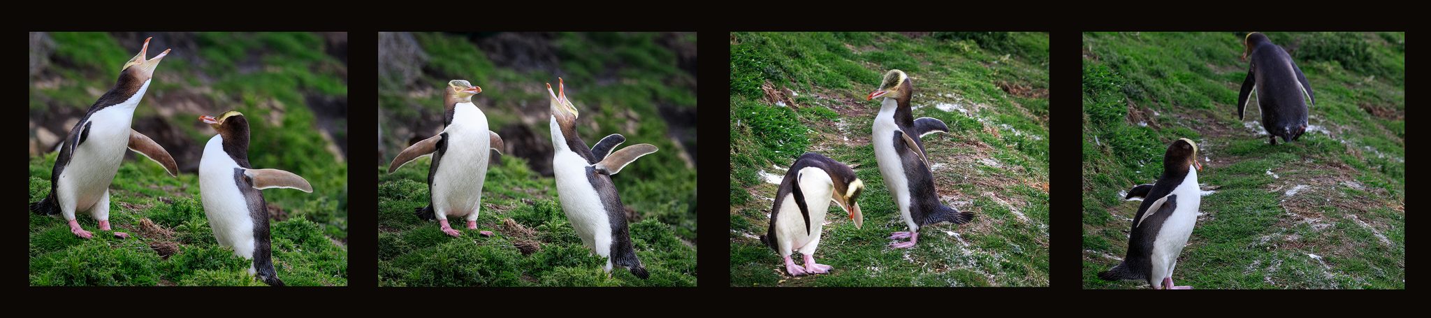Penguin, megadyptes, yellow-eyed, land. Wildlife photograph by Alan Barker, finalist in the Shoot The Frame Wildlife photography award, January 2017