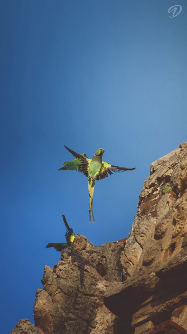 Bird, fly, rocks, mountain. Wildlife photograph by Deepak Kumar, winner of the Shoot The Frame Wildlife photography award, January 2017