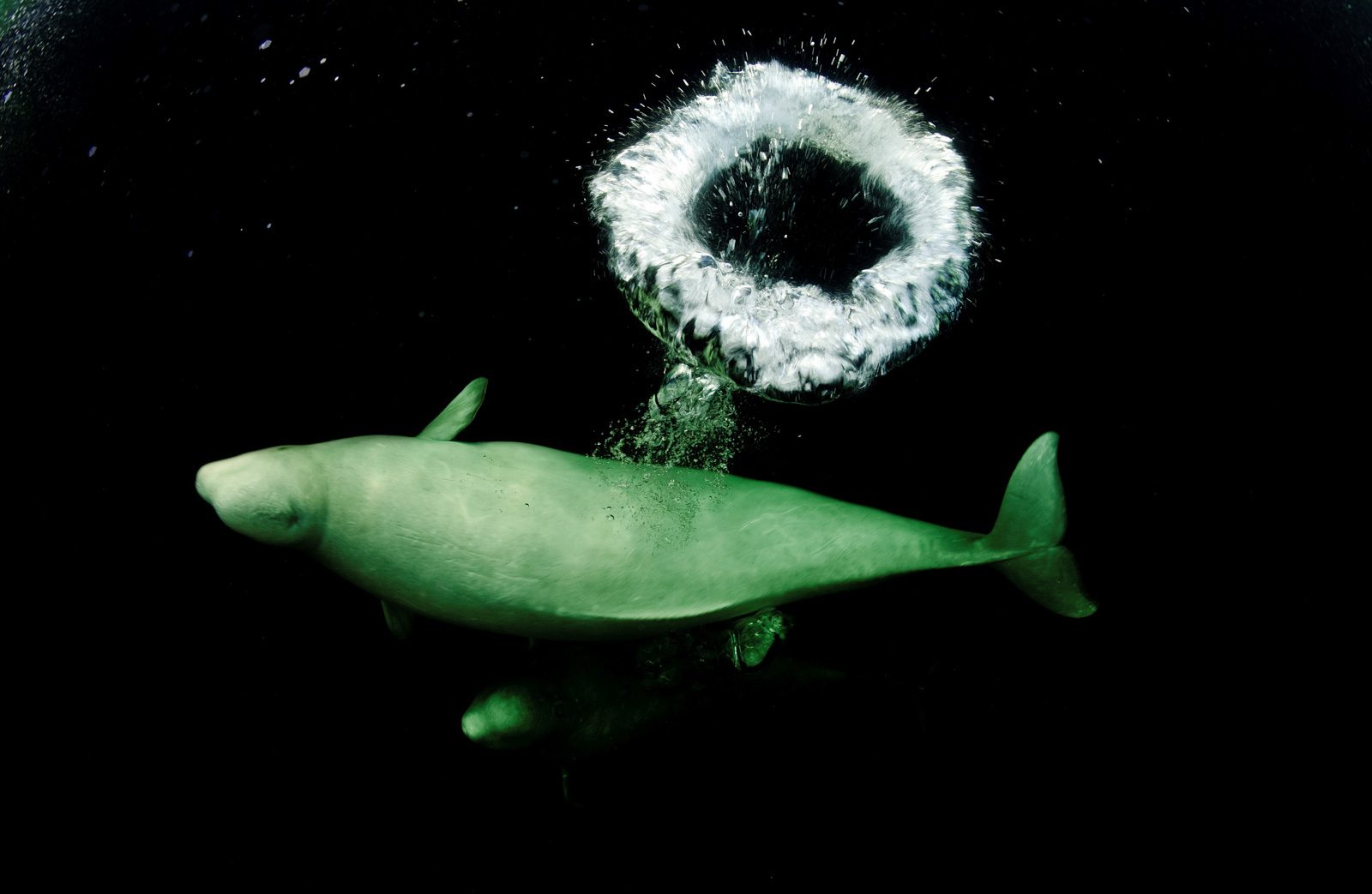 Fish, water, shore. Wildlife photograph by Dafna Ben Nun, finalist in the Shoot The Frame Wildlife photography award, February 2017
