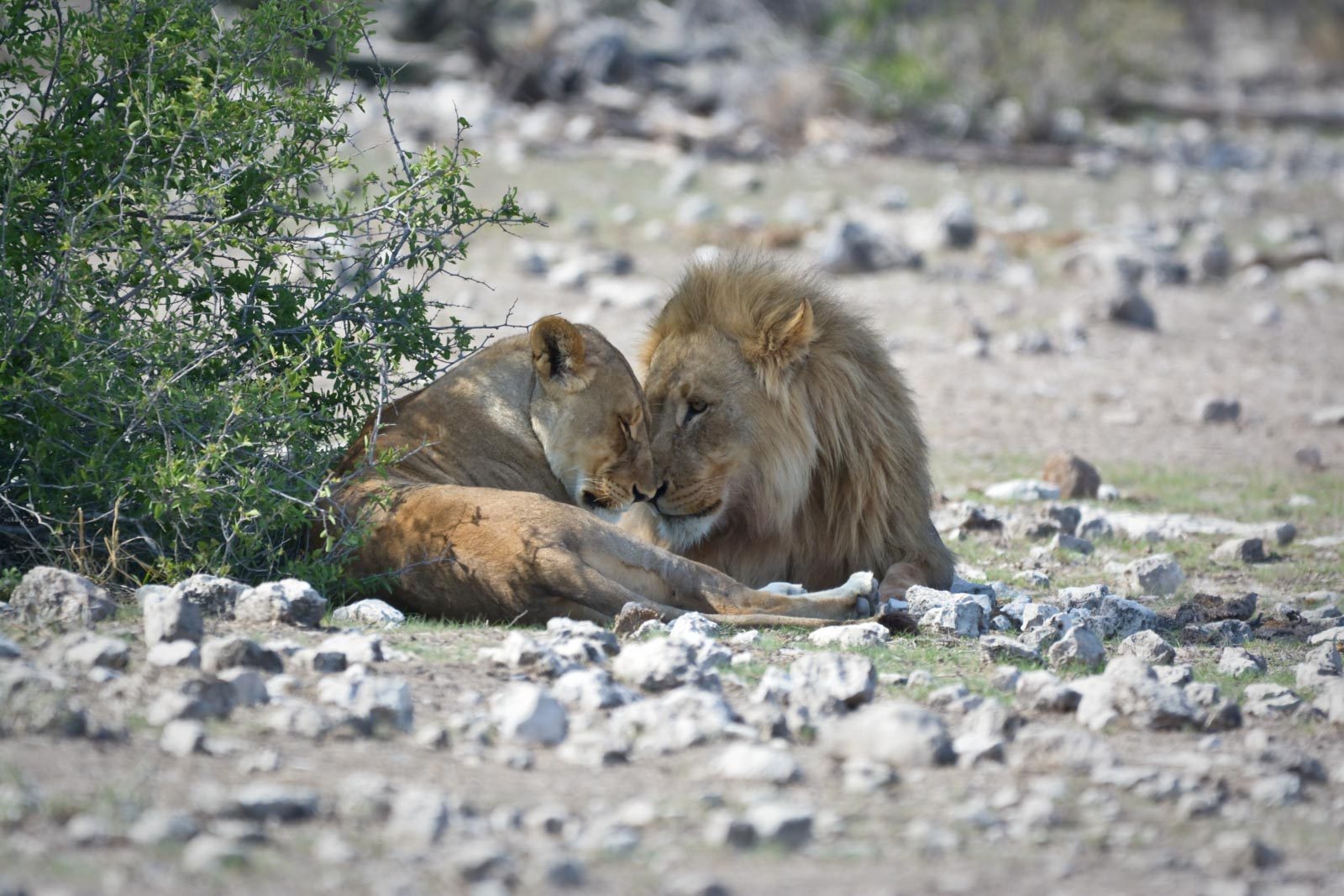 Lion, lioness, rocks. Wildlife photograph by Kathleen De Badrihaye, finalist in the Shoot The Frame Wildlife photography award, February 2017