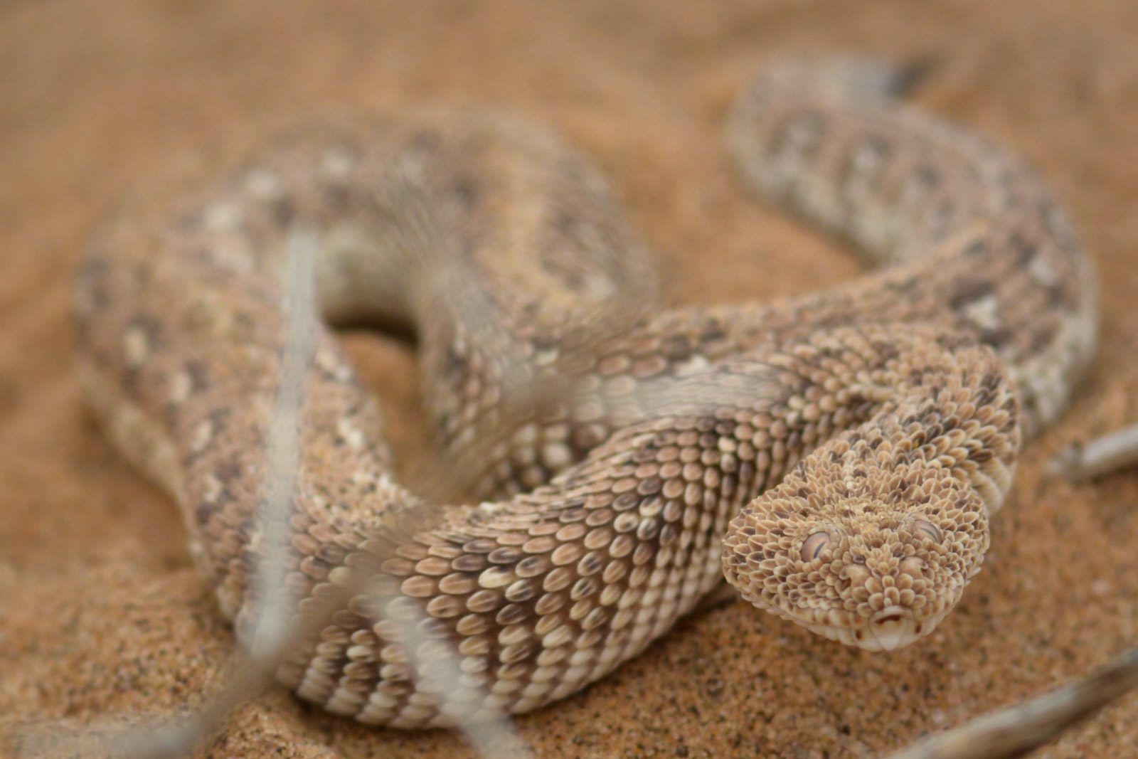 Snake, reptiles, peebles. Wildlife photograph by Kathleen De Badrihaye, finalist in the Shoot The Frame Wildlife photography award, February 2017