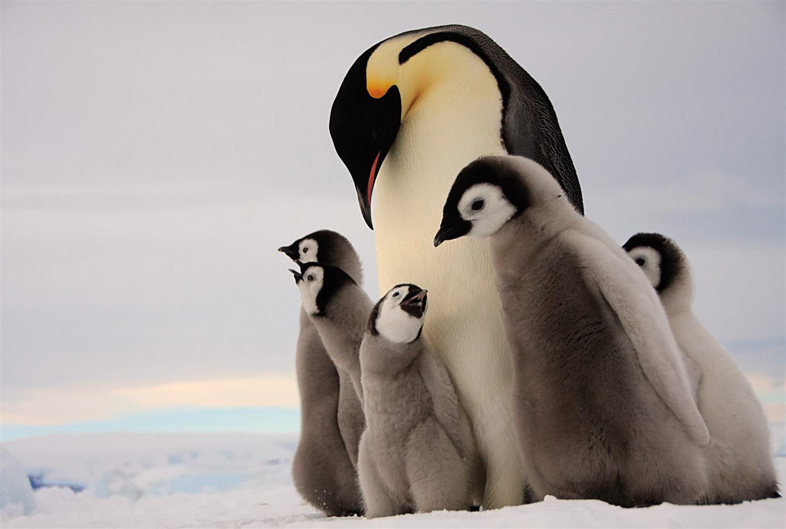 Penguin, baby, snow. Wildlife photograph by Dafna Ben Nun, winner of the Shoot The Frame Wildlife photography award, February 2017