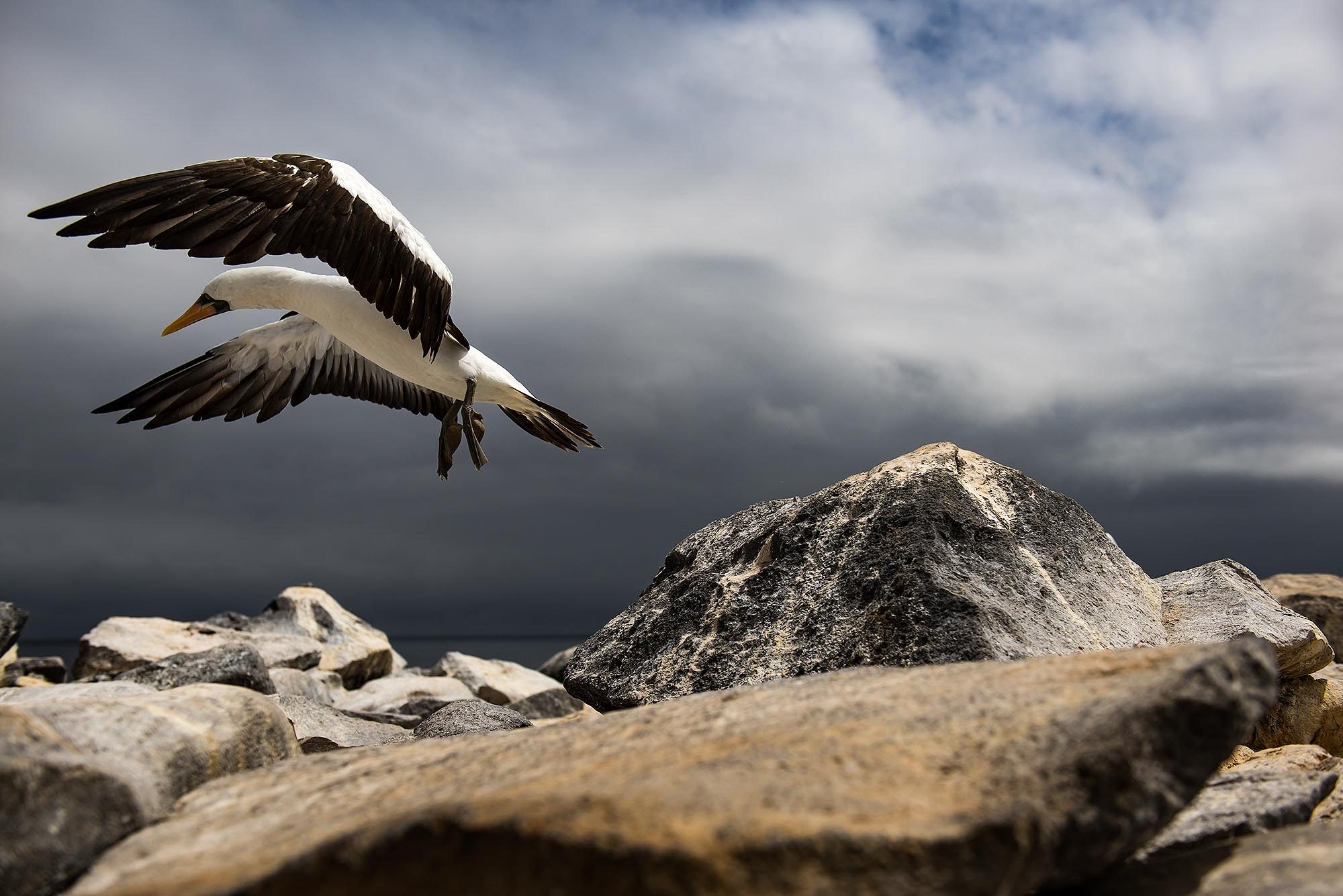 Rocks, hills, fly, bird. Wildlife photograph by Danya Schwertfeger, finalist in the Shoot The Frame Wildlife photography award, March 2017