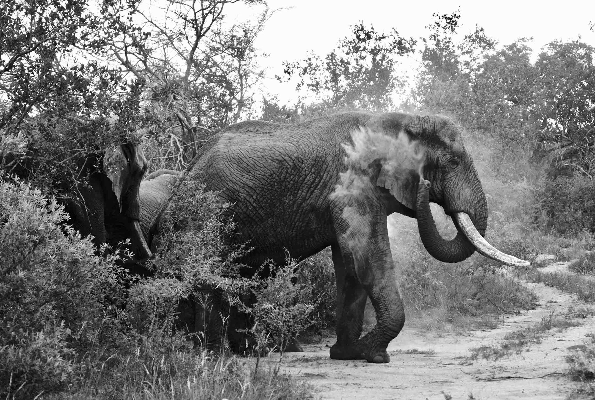 Elephant, ears, big, large. Wildlife photograph by Raphael Eyraud, finalist in the Shoot The Frame Wildlife photography award, March 2017
