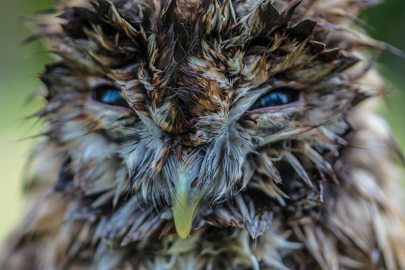 Bird, feathersm aniamls, beak. Wildlife photograph by Sam Auger, finalist in the Shoot The Frame Wildlife photography award, April 2017