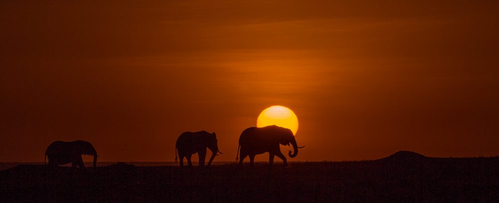 Elephant, moon. Wildlife photograph by Andy Howe, finalist in the Shoot The Frame Wildlife photography award, May 2017