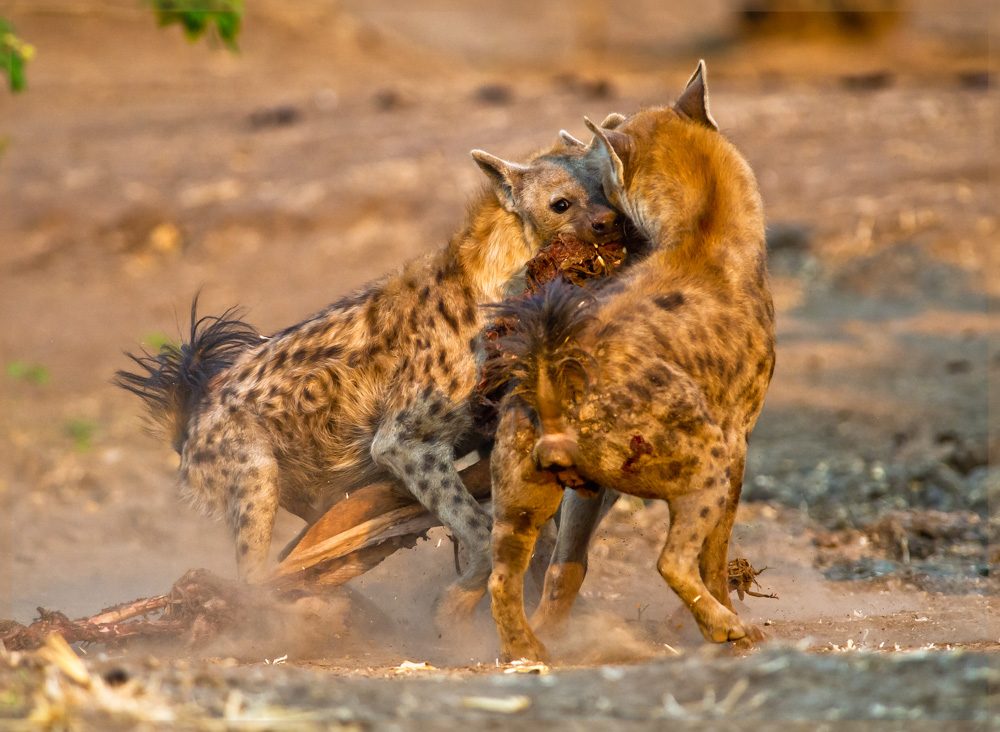 Preadators, wild. Wildlife photograph by MO Mathew, finalist in the Shoot The Frame Wildlife photography award, May 2017