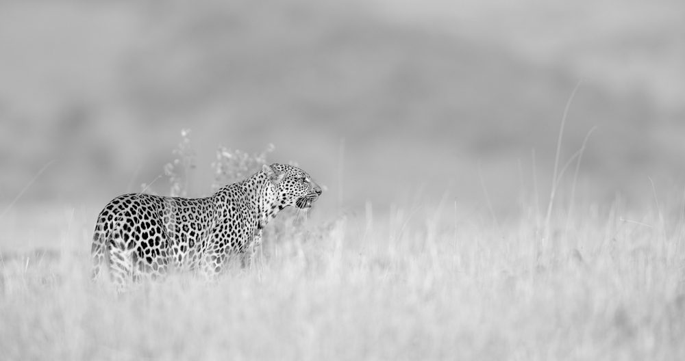 Leopard, fierce. Wildlife photograph by Andy Howe, winner of the Shoot The Frame Wildlife photography award, May 2017