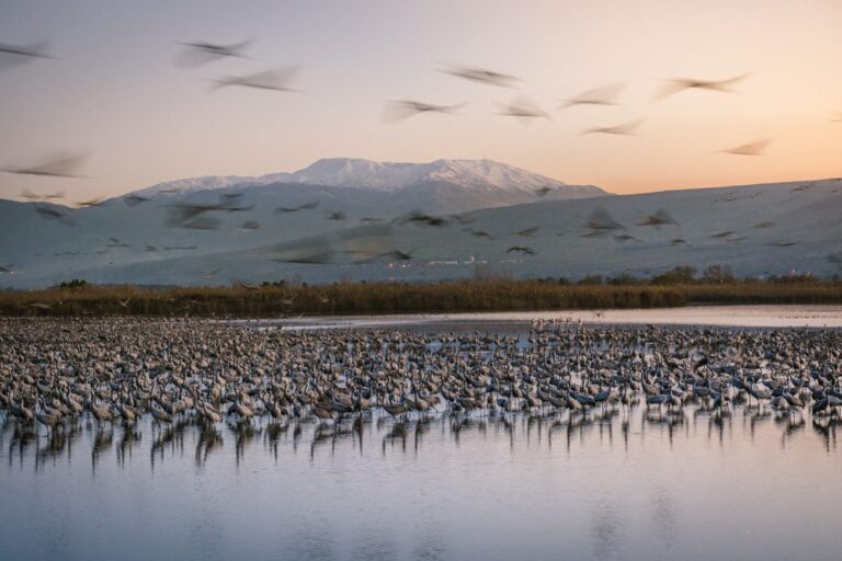 Birds, gropus. Wildlife photograph by Chen Lubashevsky, finalist in the Shoot The Frame Wildlife photography award, June 2017