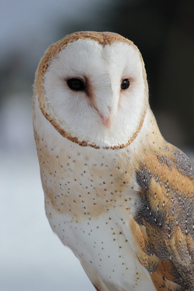 Owl, bird, eyes. Wildlife photograph by Cheryl Tilgner, finalist in the Shoot The Frame Wildlife photography award, June 2017