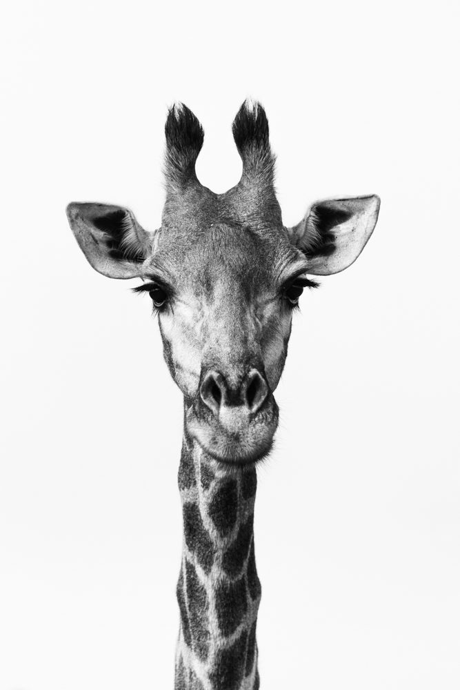Graffe, neck. Wildlife photograph by Danielle Teixeira, finalist in the Shoot The Frame Wildlife photography award, June 2017