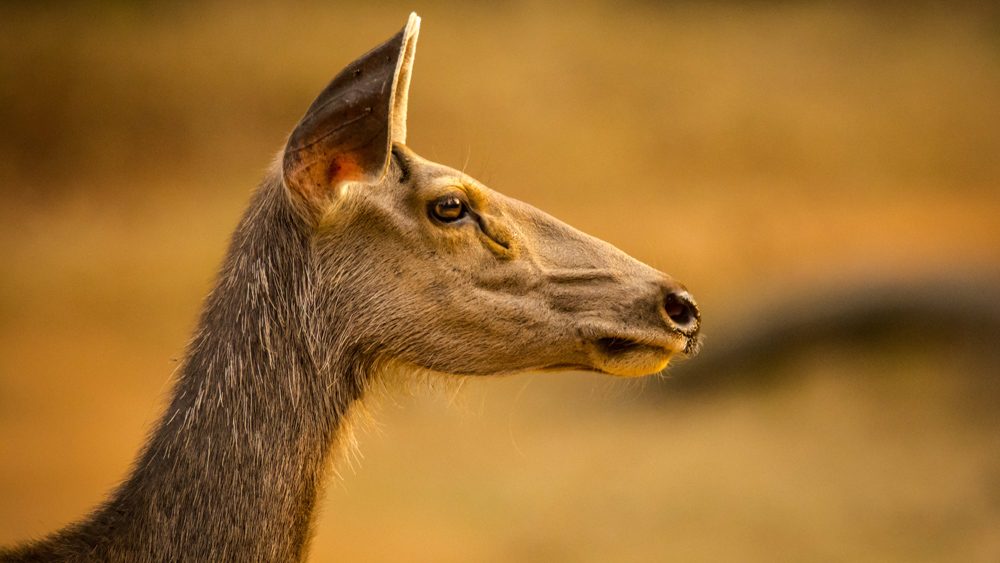 Anials, face, eyes. Wildlife photograph by K. Moses Manobhilash, finalist in the Shoot The Frame Wildlife photography award, June 2017