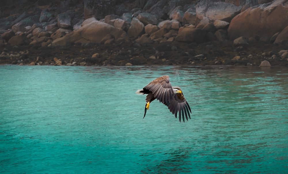 Birds, water, wings, fierce. Wildlife photograph by Rahul Mahajan, finalist in the Shoot The Frame Wildlife photography award, June 2017