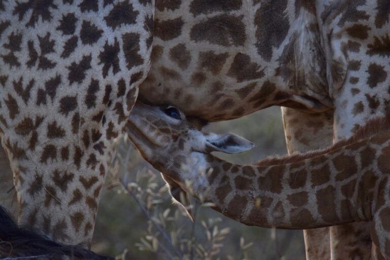 Giraffe, breastfeeding, mamals. Wildlife photograph by Amanda Shaw, finalist in the Shoot The Frame Wildlife photography award, July 2017