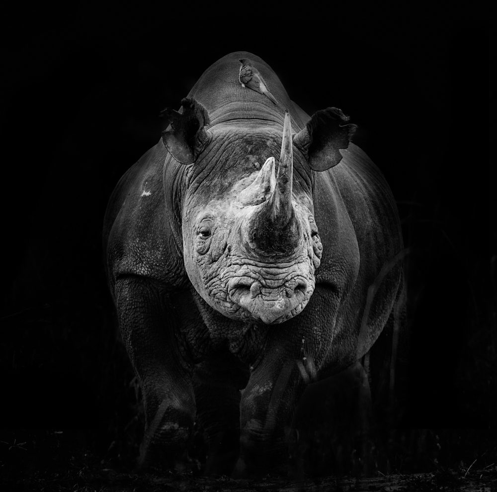 Hipopotamos, mamals, bird. Wildlife photograph by Andy Howe, finalist in the Shoot The Frame Wildlife photography award, July 2017
