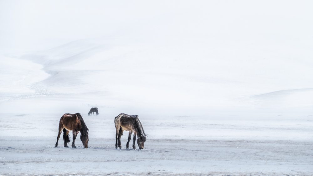 Horse, drinking, snow. Wildlife photograph by Bonbon Wang, finalist in the Shoot The Frame Wildlife photography award, July 2017