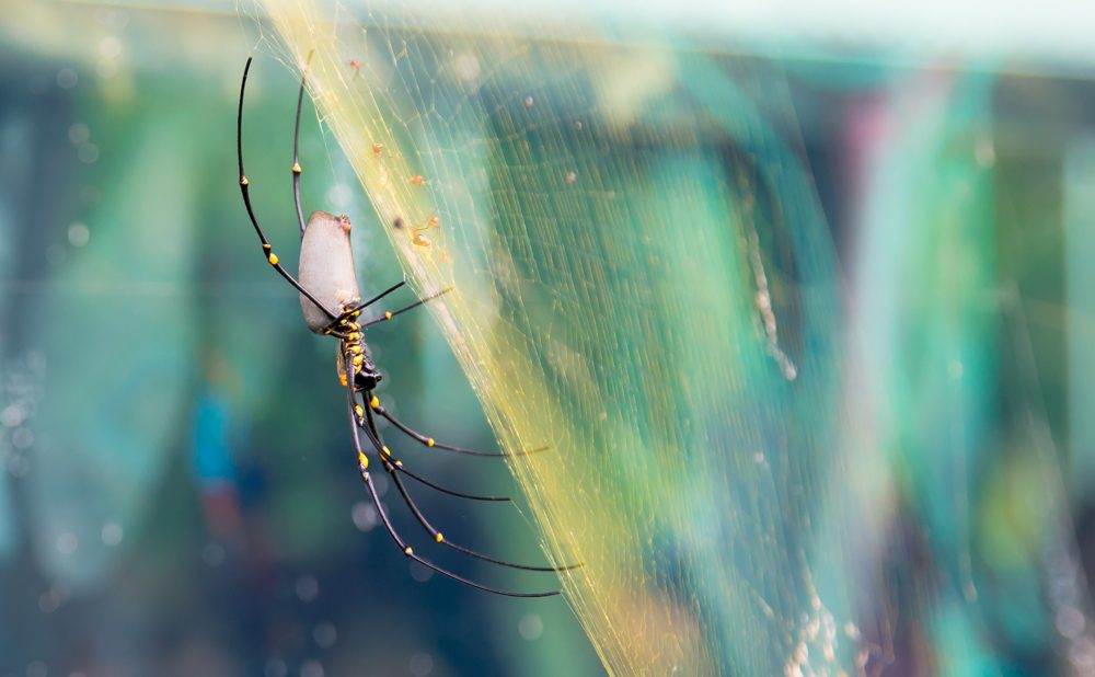 Insect, spider, web. Wildlife photograph by Ee Jie Yeo, finalist in the Shoot The Frame Wildlife photography award, July 2017