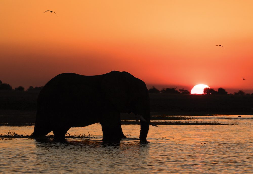 Elephants, birds, sunset, water. Wildlife photograph by Ignacio Carrera, finalist in the Shoot The Frame Wildlife photography award, July 2017