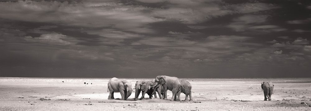 Elephants, land, sky. Wildlife photograph by Andy Howe, winner of the Shoot The Frame Wildlife photography award, July 2017