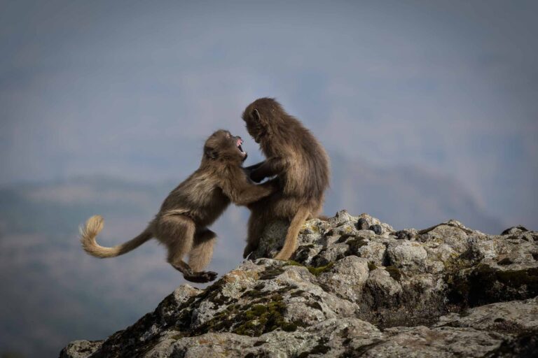 Monkeys, hugging, rock. Wildlife photograph by Alejandro Cupi, finalist in the Shoot The Frame Wildlife photography award, August 2017