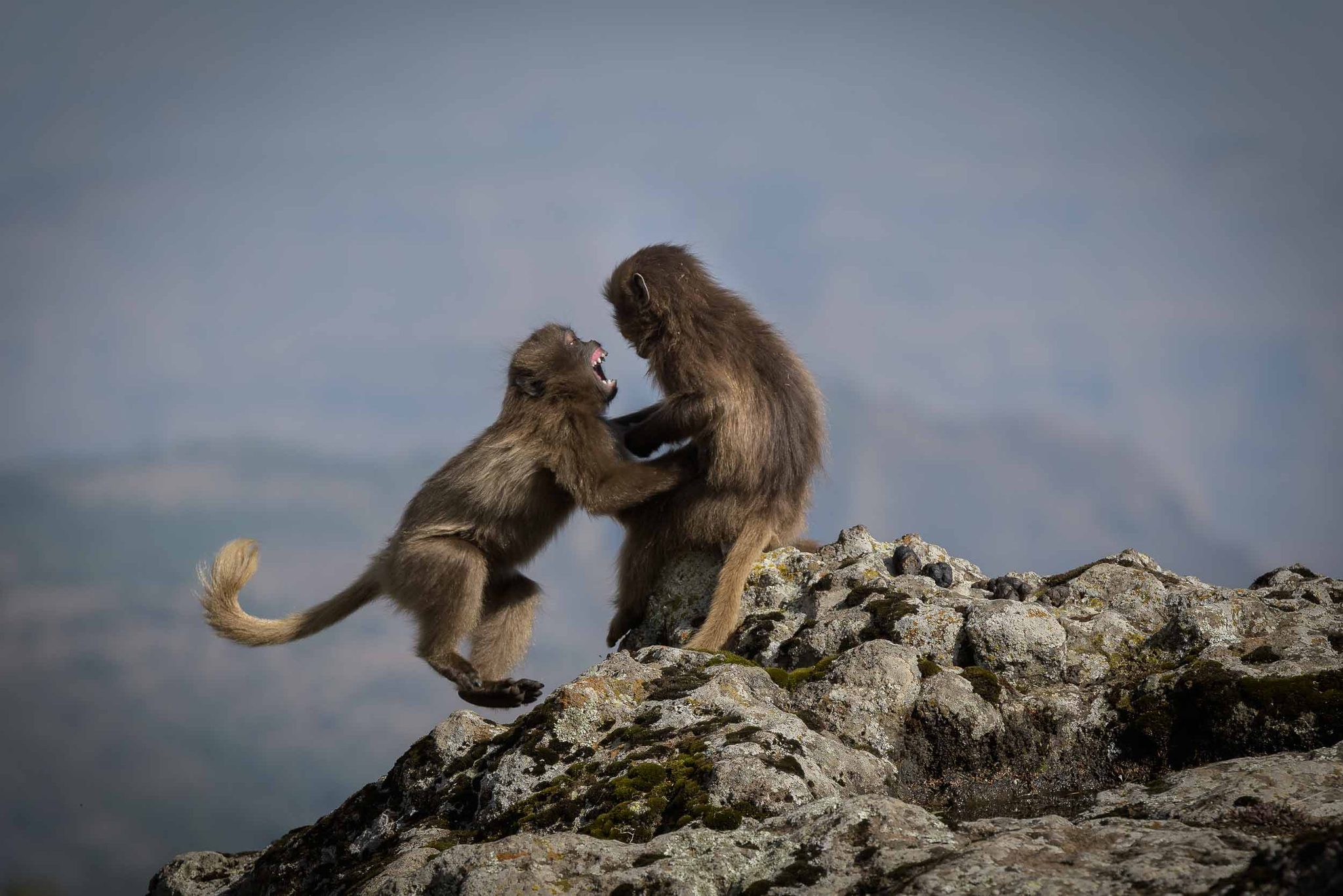 Monkeys, hugging, rock. Wildlife photograph by Alejandro Cupi, finalist in the Shoot The Frame Wildlife photography award, August 2017