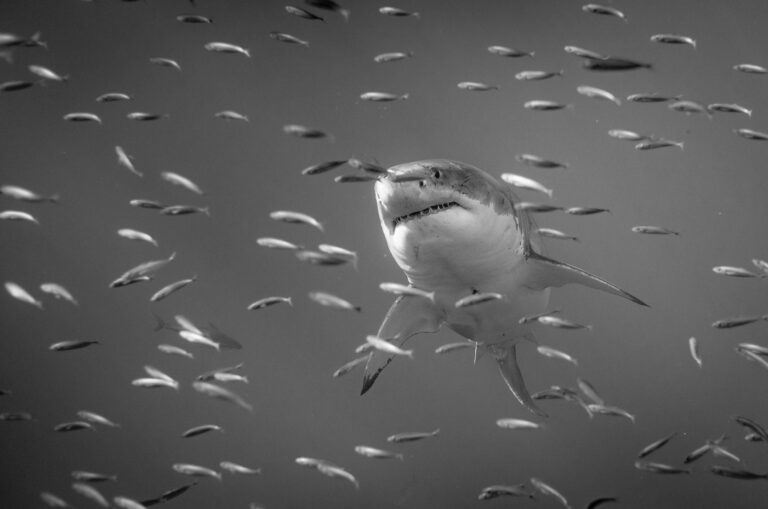 Small fish, shark, sea creatures. Wildlife photograph by Alejandro Cupi, finalist in the Shoot The Frame Wildlife photography award, August 2017